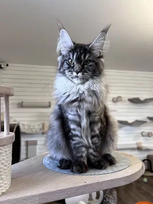 Maine Coon kitten