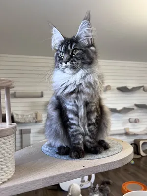 Maine Coon kitten