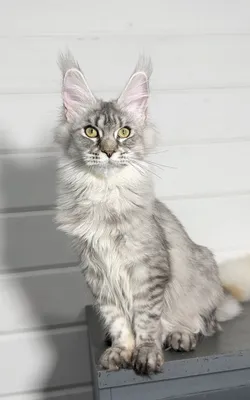 Maine Coon kitten