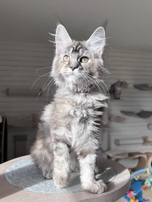 Maine Coon kitten