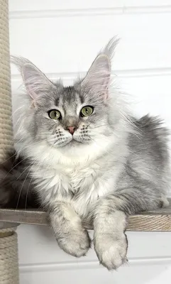 Maine Coon kitten