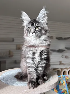 Maine Coon kitten