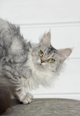 Maine Coon kitten